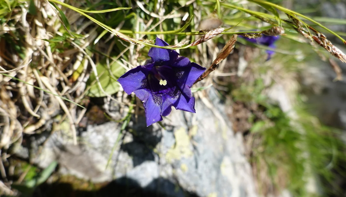 Enzian | © DAV Heidelberg/Sylvia Katz