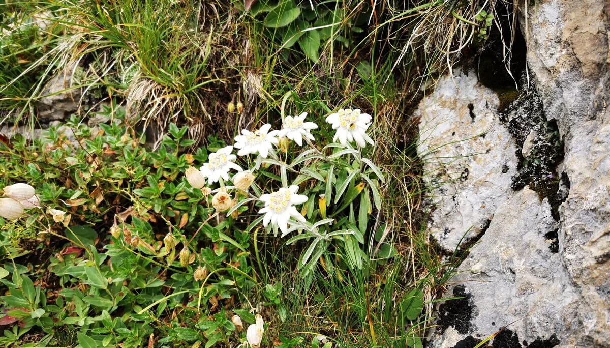 50 Jahre Hexenseehütte & Weitwanderweg 712 | © DAV Heidelberg/Marc Derungs 