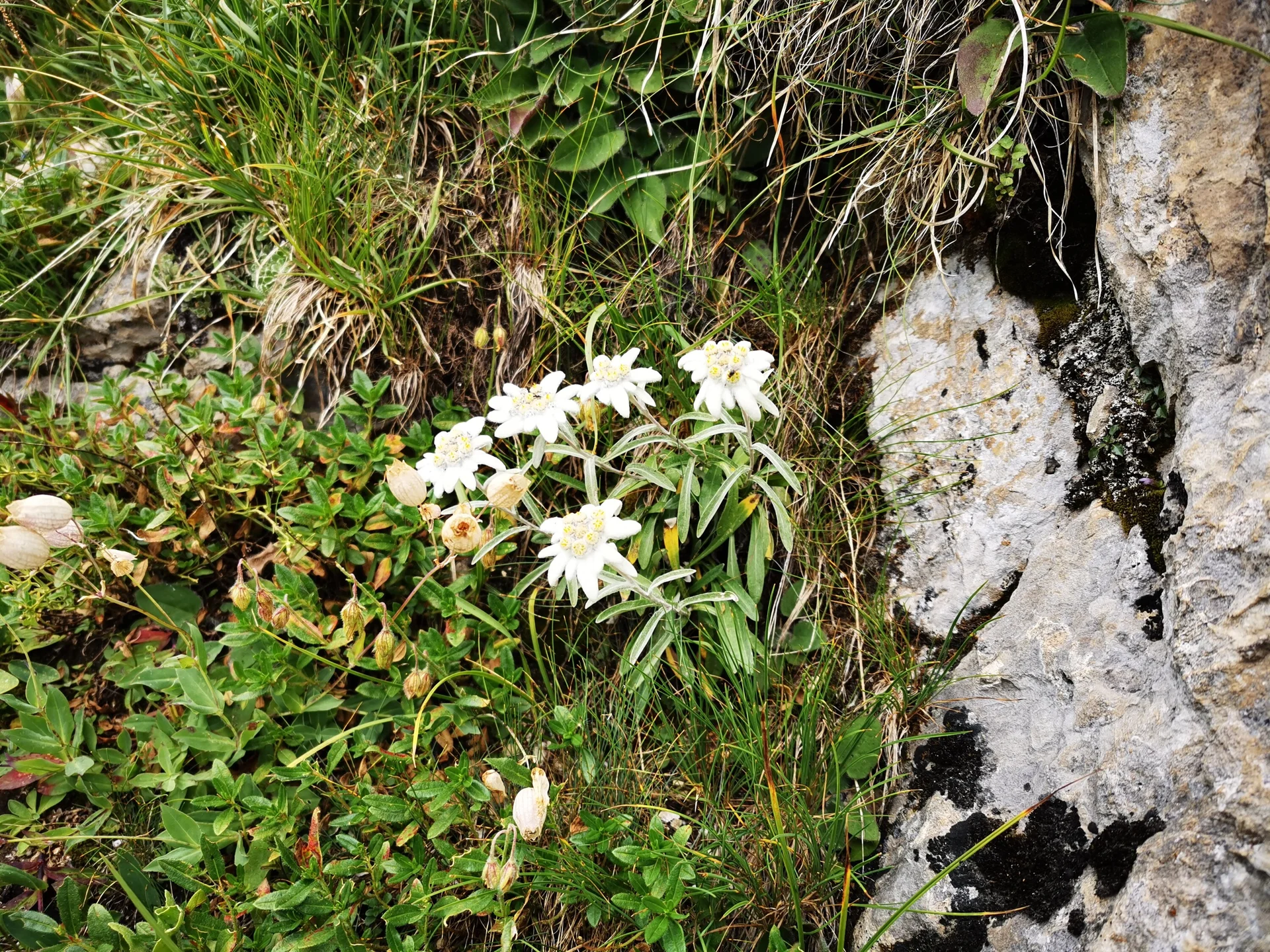 50 Jahre Hexenseehütte & Weitwanderweg 712 | © DAV Heidelberg/Marc Derungs 