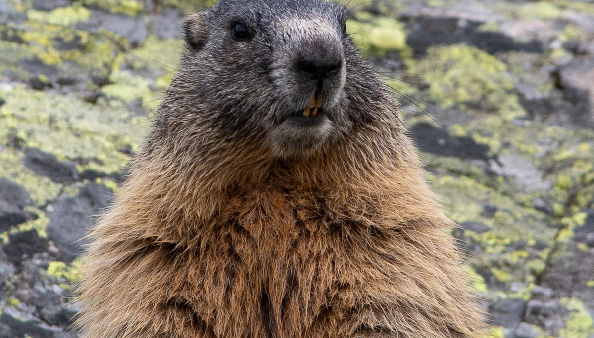 Murmeltier | © DAV Heidelberg/Kurt Imminger