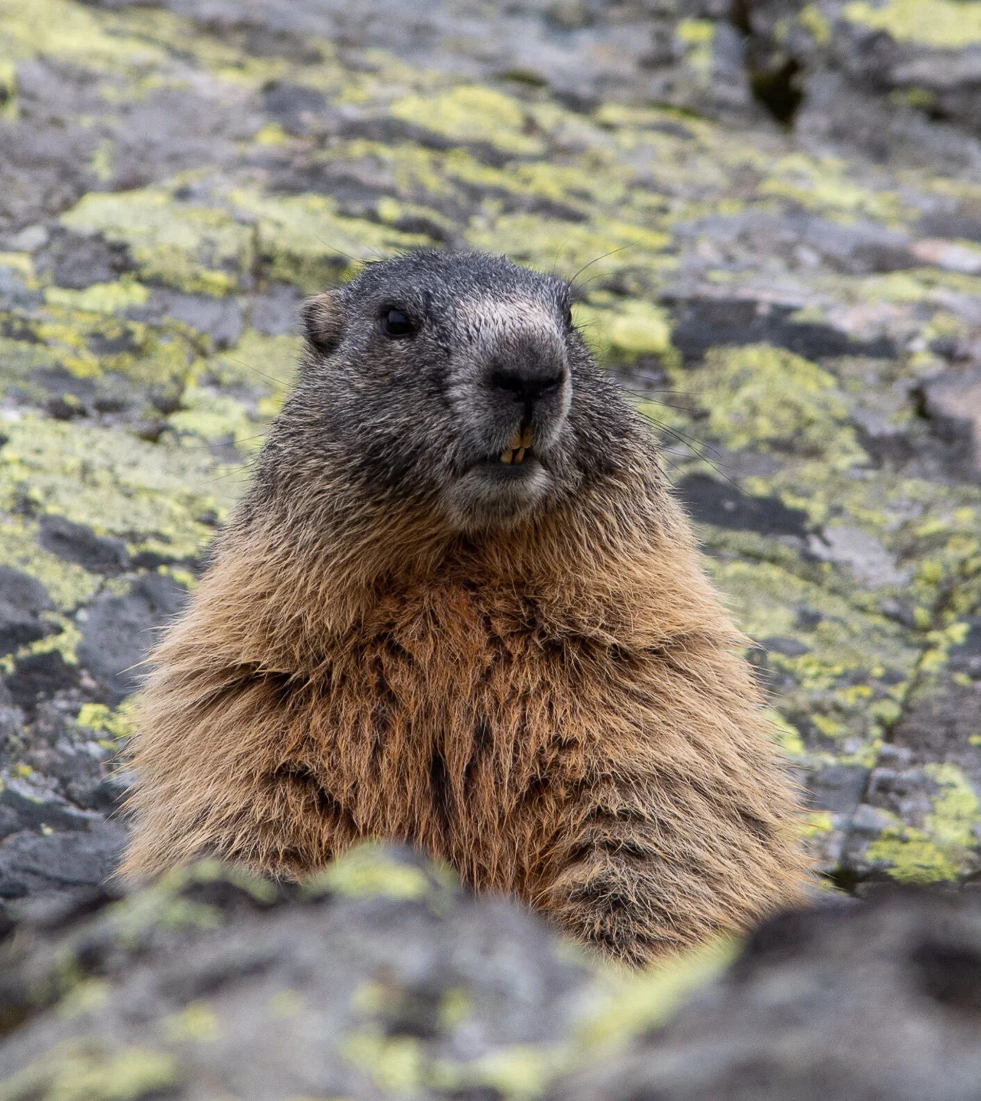 Murmeltier | © DAV Heidelberg/Kurt Imminger
